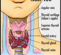thyroid