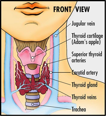 Anabolic Steroids And Their Effects On Your Thyroid