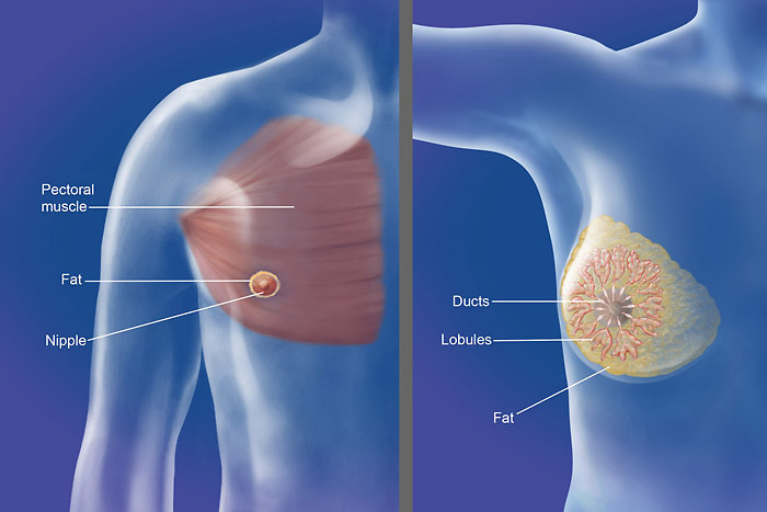 How The Female Breast Development Is Stimulated By Steroidal Action