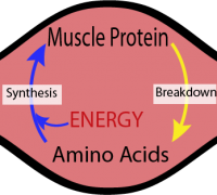 muscle metabolism