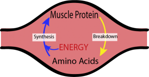 muscle metabolism