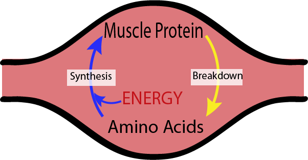 A Look At Anabolic Steroid Use And Your Muscle Metabolism