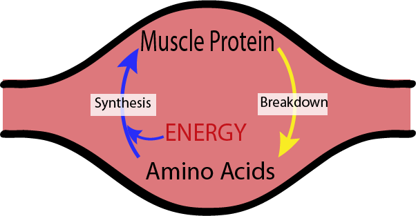 muscle metabolism