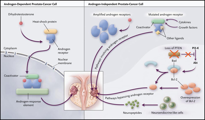 Steroid Information: Androgens Vs. Myostatin