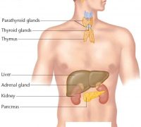endocrine system