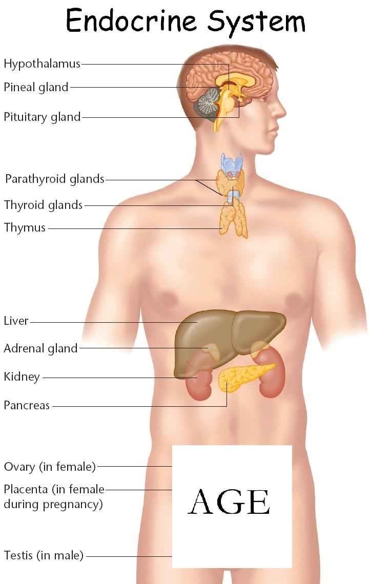 Steroids And The Endocrine System