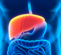 liver