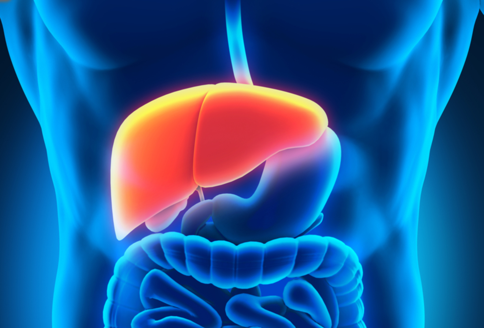 liver