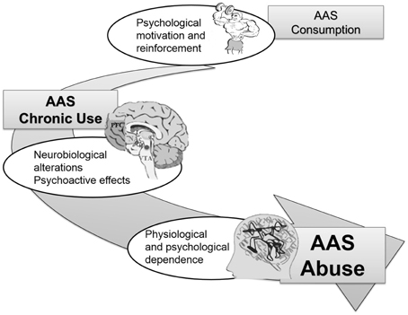 The Effects That Anabolic Steroids Can Cause To Your Brain