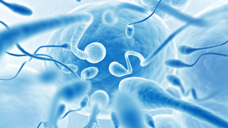 Steroid Effects on Sperm Count