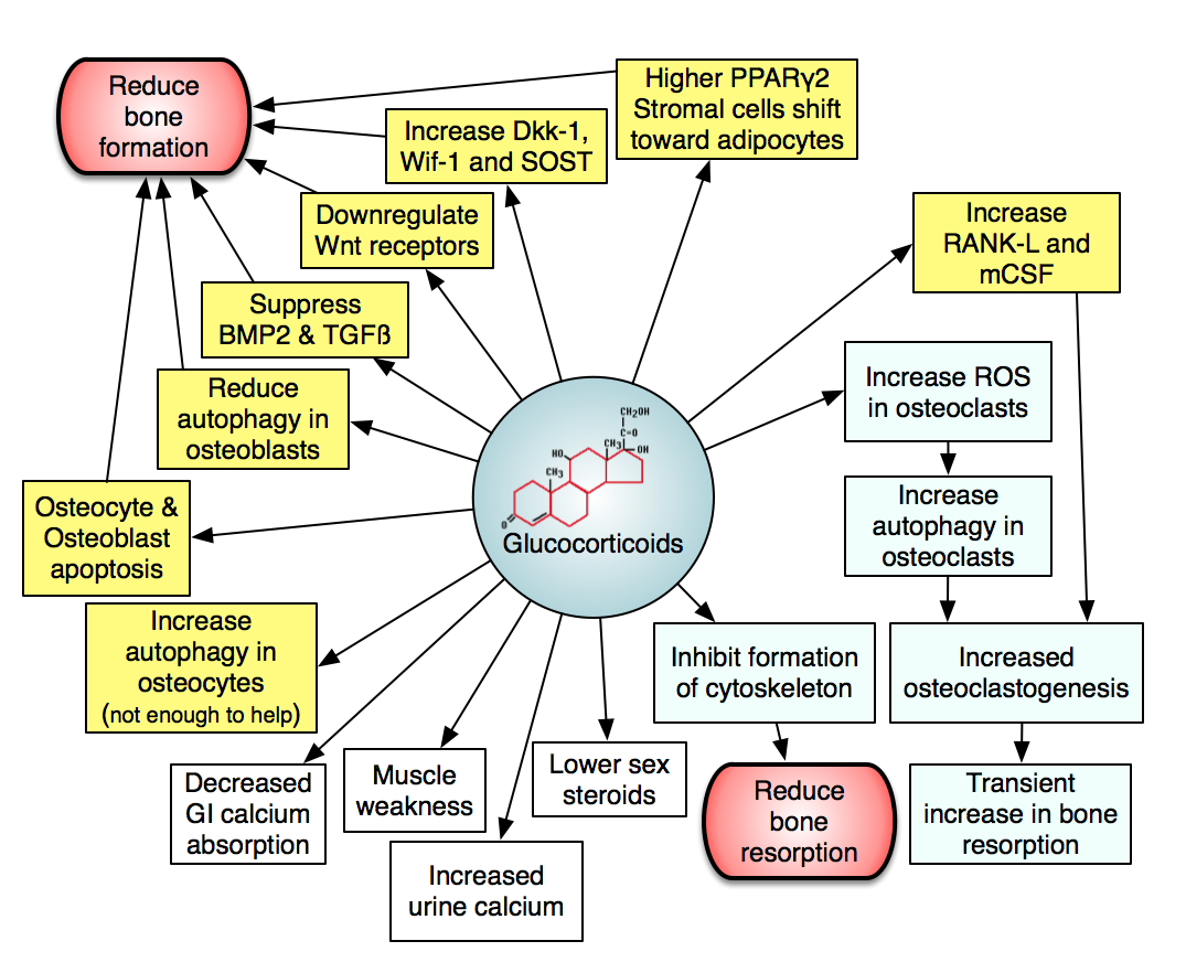 therapeutic steroids effects