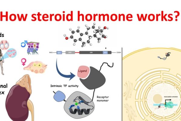 How Steroids Function Inside The Body