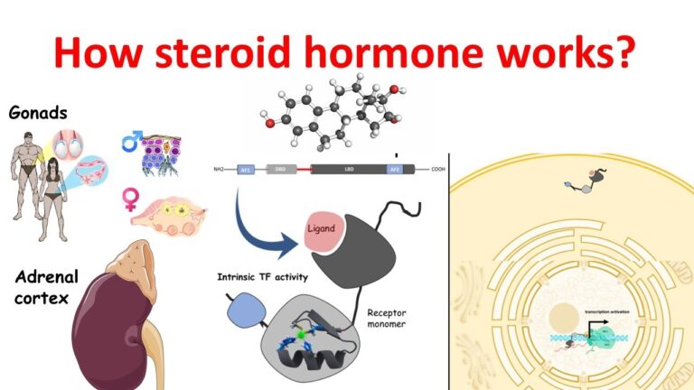 how steroids function inside the body