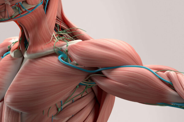 Important Facts About Muscle Fibers In The Act Of Bodybuilding