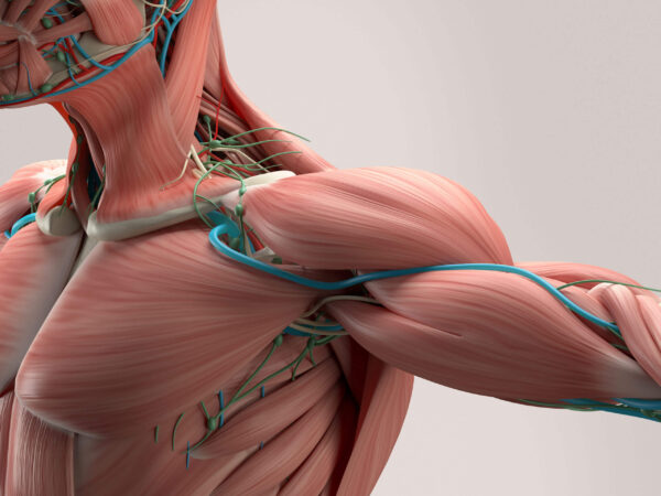 Important Facts About Muscle Fibers In The Act Of Bodybuilding