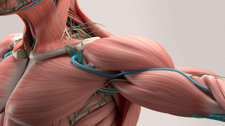 important facts about muscle fibers in the act of bodybuilding