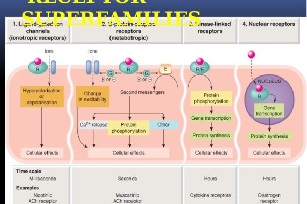 Receptor Damage From Deca