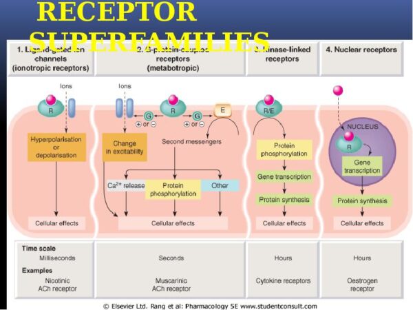 Receptor Damage From Deca