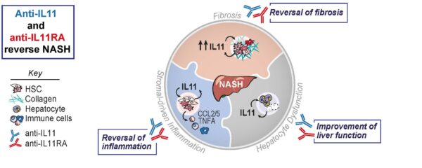 Steroids effects on inflammation reversal