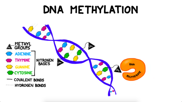 The Methylation Method Of An Anabolic Steroid