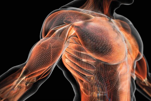 The Role That Steroids Play In Body And Muscle Growth