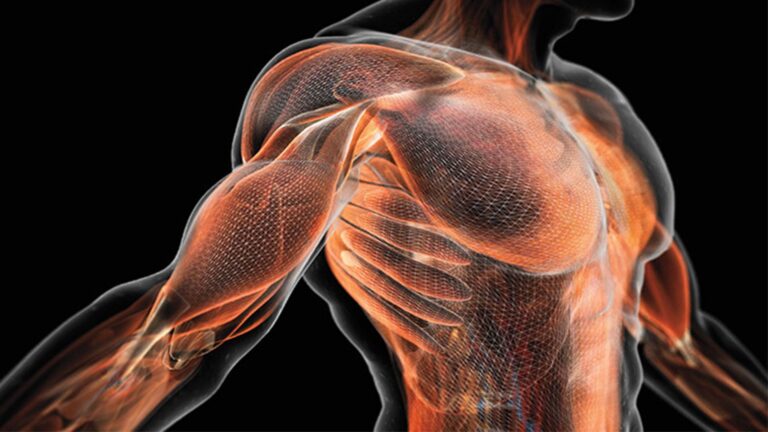the role that steroids play in body and muscle growth